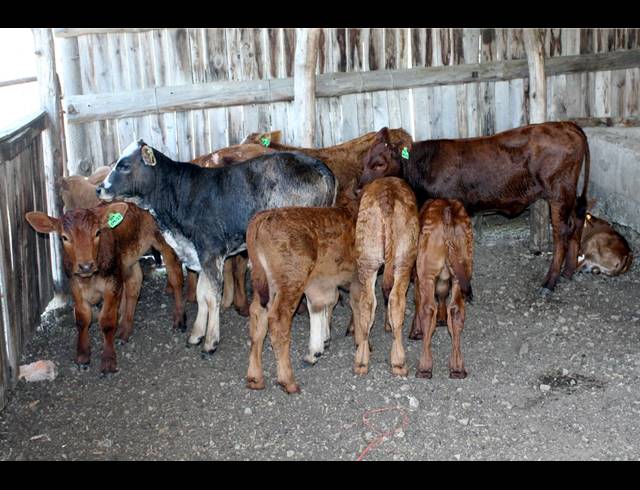 226HA FARM FOR SALE IN KOMGA RURAL